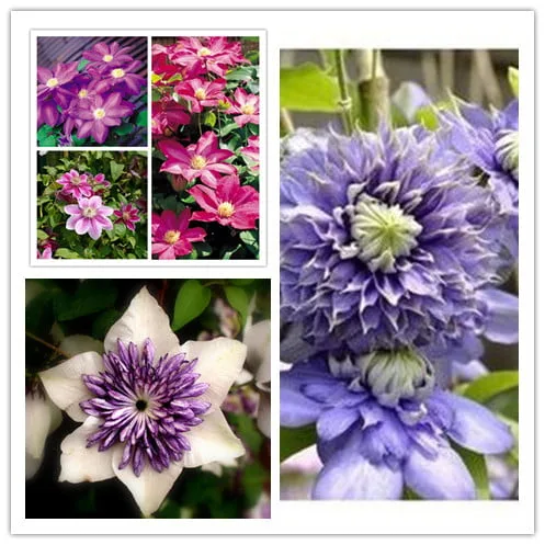 VineGarden Clematis seeds