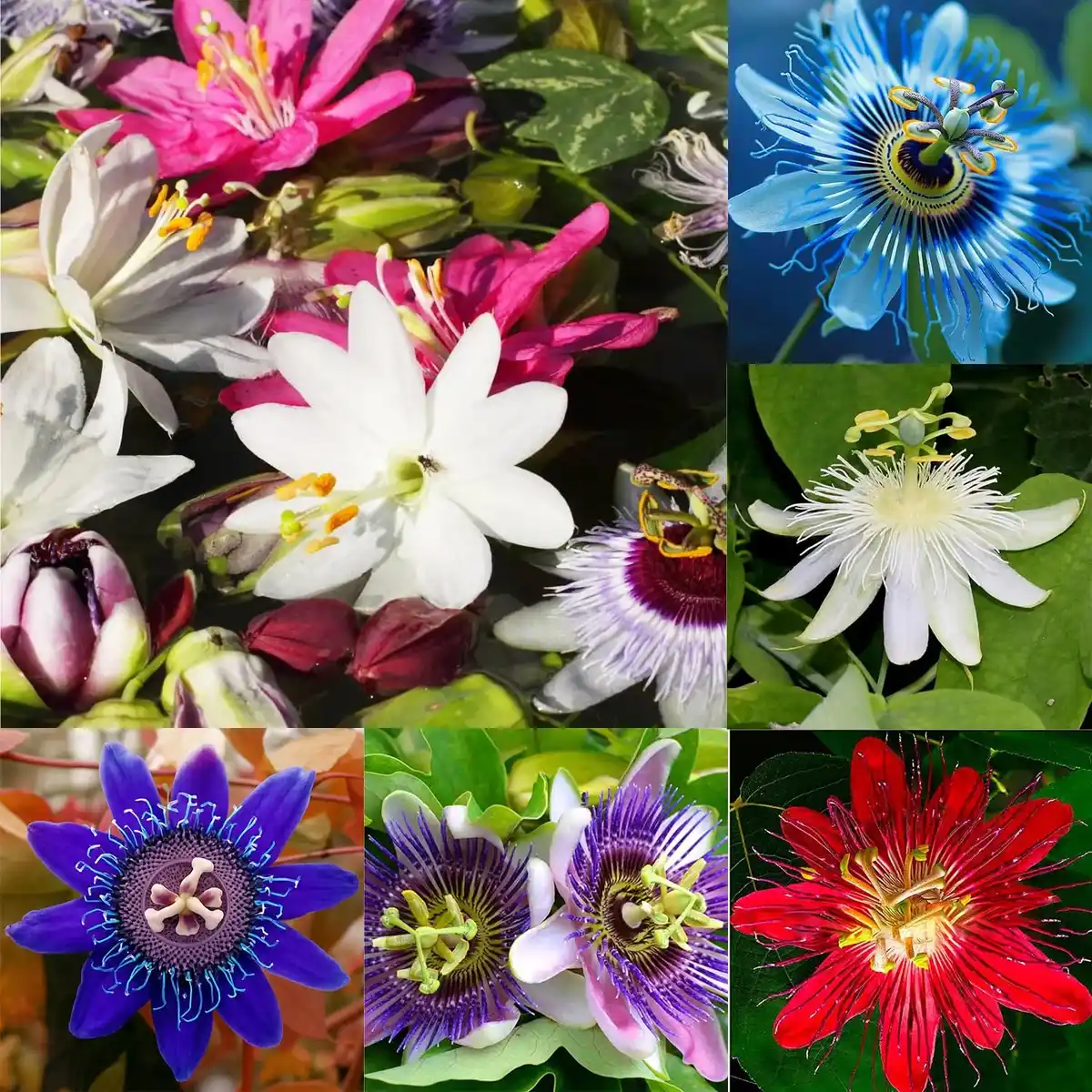 VineGarden Passionflower seeds image 2