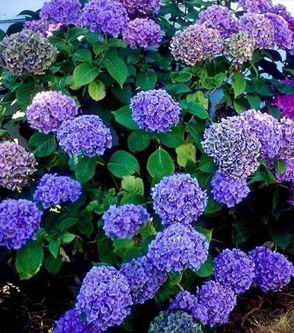 Viridis Blue Hydrangea seeds