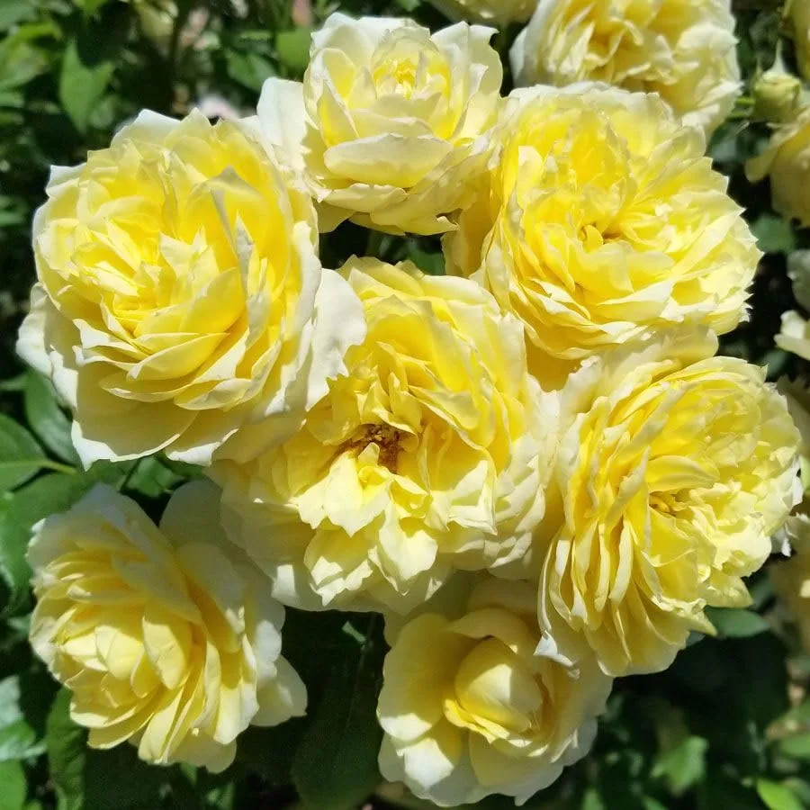 Viridis Rainbow Rose seeds image 3