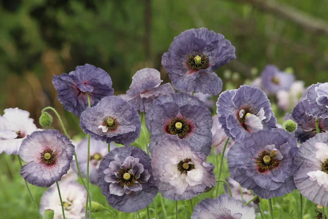 WildBloom Cornflower seeds image 2