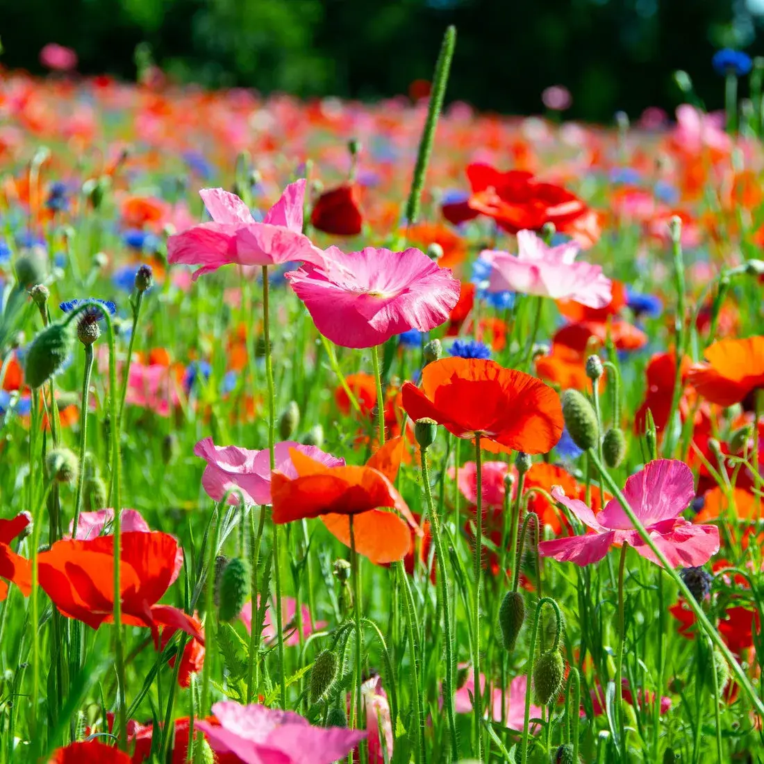 WildBloom Poppy mix seeds