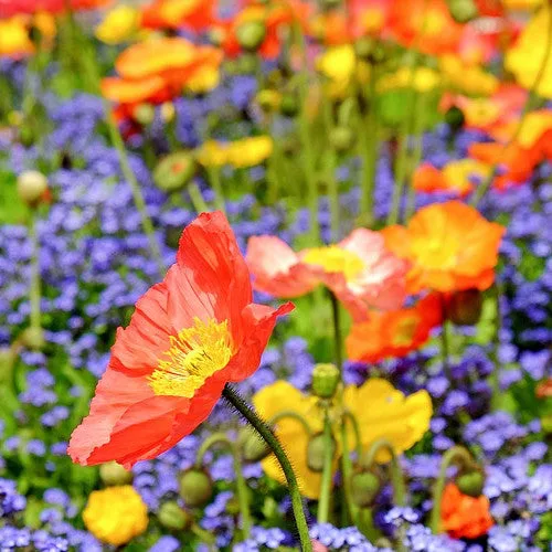 WildBloom Poppy mix seeds image 2